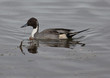 Northern Pintail