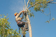 Wood chips flying from chainsaw