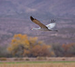 Sandhill Crane in Flight
