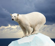 polar bear