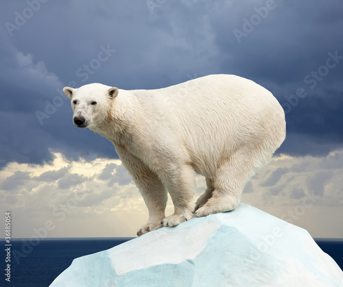 Photo: polar bear polar bear