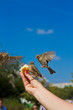 Sparrows eating from man's hands