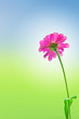 Pink daisy flower