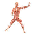 Fighting man muscles anatomy system isolated on white background Fighting man muscles anatomy system isolated on white background