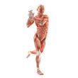 Standing man muscles anatomy system isolated on white background Standing man muscles anatomy system isolated on white background