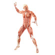 Fighting man muscles anatomy system isolated on white background