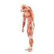 Standing man muscles anatomy system isolated on white background Standing man muscles anatomy system isolated on white background