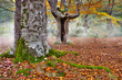 otoño14a