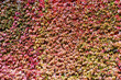 The ivy covering the wall