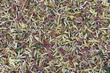 Feuilles mortes 8