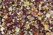 Feuilles mortes 9