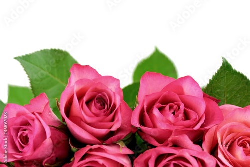 Foto: Pink roses bouquet isolated on white Pink roses bouquet isolated on white