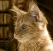 Maine Coon kitten portrait