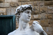 david