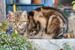 chat tigré
