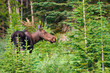 Photo: Wild Moose Wild Moose