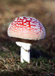 Fly agaric