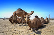Camels farm Camels farm