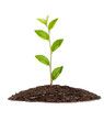 Foto: Small plant in pile of soil with reflection Small plant in pile of soil with reflection