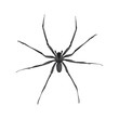 isolated illustration of a big spider