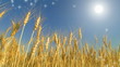 harvesting wheat cut 8 harvesting wheat cut 8