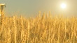 harvesting wheat cut 4