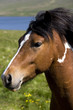 Icelandic Horse