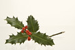Ilex