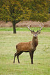 Portrait of majestic red deer stag in Autumn Fall