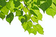 autumn leafs autumn leafs