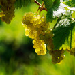 White grapes