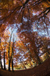 autumn park