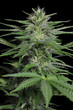Herbal Hemp Medicine Plant Herbal Hemp Medicine Plant