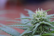 Medical Cannabis Medical Cannabis