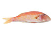 Red mullet fish isolated on white background