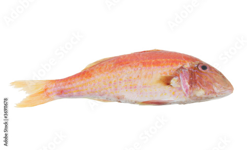 Foto: Red mullet fish isolated on white background Red mullet fish isolated on white background