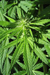Cannabis Sativa Cannabis Sativa