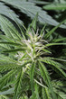 Medicinal Hemp Flower Medicinal Hemp Flower