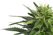 Cannabis Flower, White Background Cannabis Flower, White Background