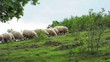 Herd of sheep eating grass Herd of sheep eating grass