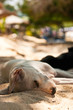 Dog sleeping on the beach