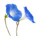 Couple flower isolate on white background