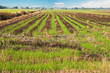 Natural green rice farm