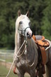 Photo: Berber Pferd Berber Pferd