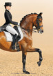 Foto: Equestrian sport - dressage, closeup Equestrian sport - dressage, closeup