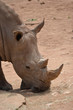 rhino close up