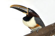 tucan, brazilian bird tucan, brazilian bird