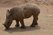 young rhino