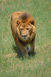 Photo: lion on the move lion on the move