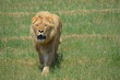 Photo: lion roaring lion roaring